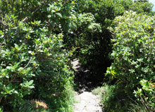 Fin du sentier avant savane à Mulets