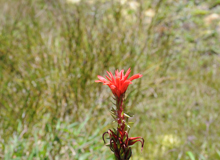 Fleur de l'Ananas rouge (Pitcairnia bifrons)