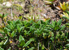 Fuschia montagne (Charianthus alpinus)