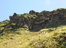 Lichen et Mousse du sommet