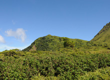 Plateau de la Savane à Mulets